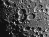 Licetus Cuvier