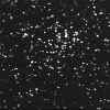 ngc2360.jpg (31326 bytes)