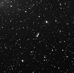 Arp81